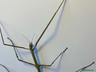 Stick Insects invertebrates X2 GIANT VIETNAMESE STICK INSECTS HAPPY TO SHIP - Advert 1