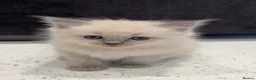 Ragdoll cats for sale: Ragdoll kittens full breed  - Advert 15
