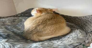 British Shorthair cats - Advert 9