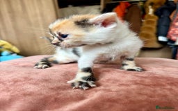 Bengal cats for sale: 4 pure bangal and 5 bengal x kittens - Image 27