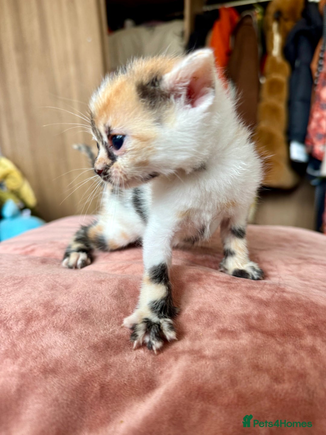 Bengal cats for sale: 4 pure bangal and 5 bengal x kittens - Image 27