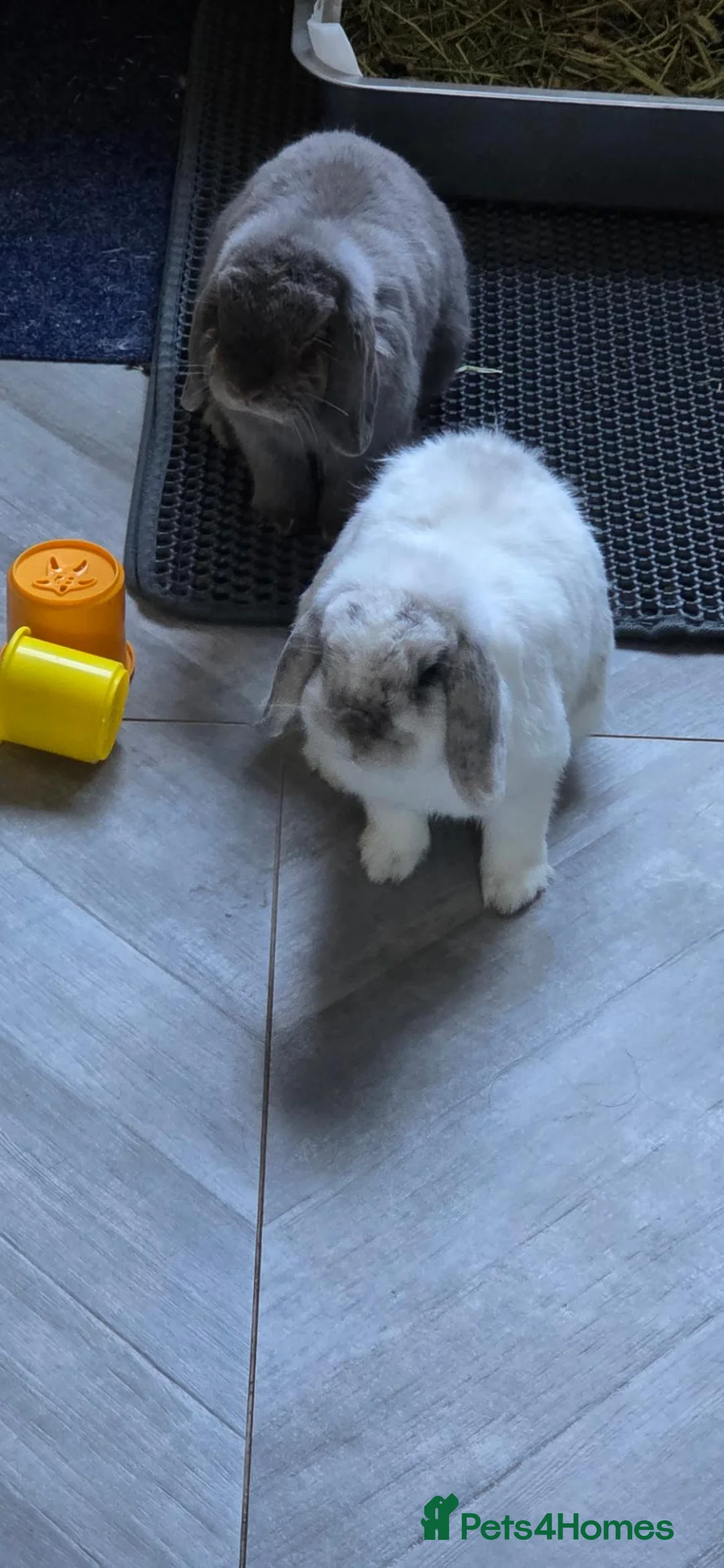 English Lop rabbits for sale: Min English Lop siblings. - Advert 3