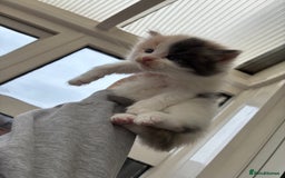 Ragdoll cats for sale: Cuddly Ragdoll X kittens - Image 9