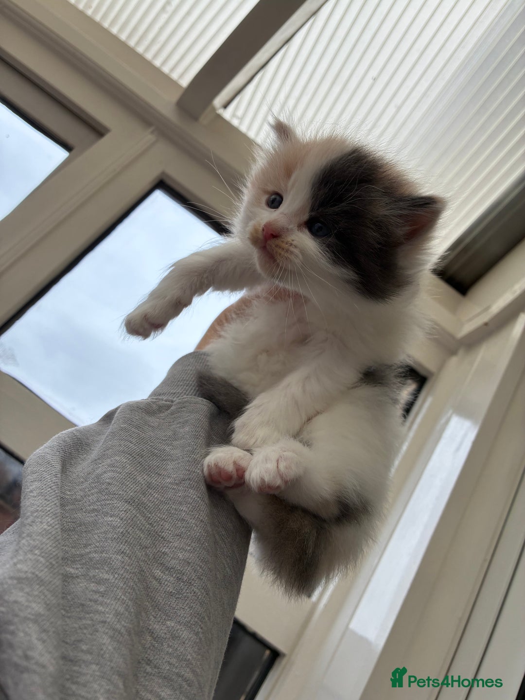 Ragdoll cats for sale: Cuddly Ragdoll X kittens - Image 9