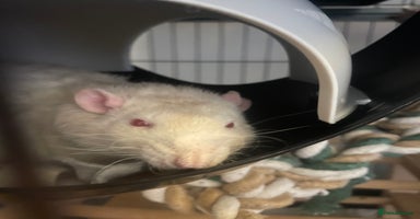 Rat rodents - Advert 5