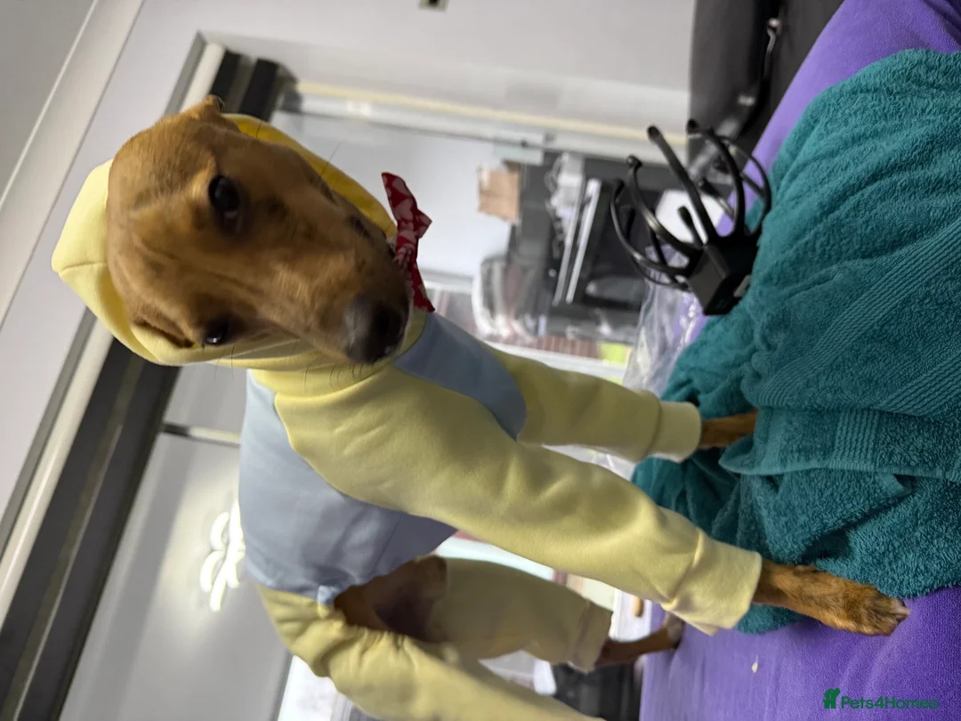 Mixed Breed dogs for sale: 1 year old for sale in Braintree - Advert 3