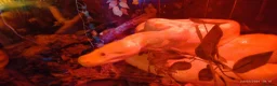 Python Snake reptiles for sale: Albino Burmese Phyton  - Advert 3