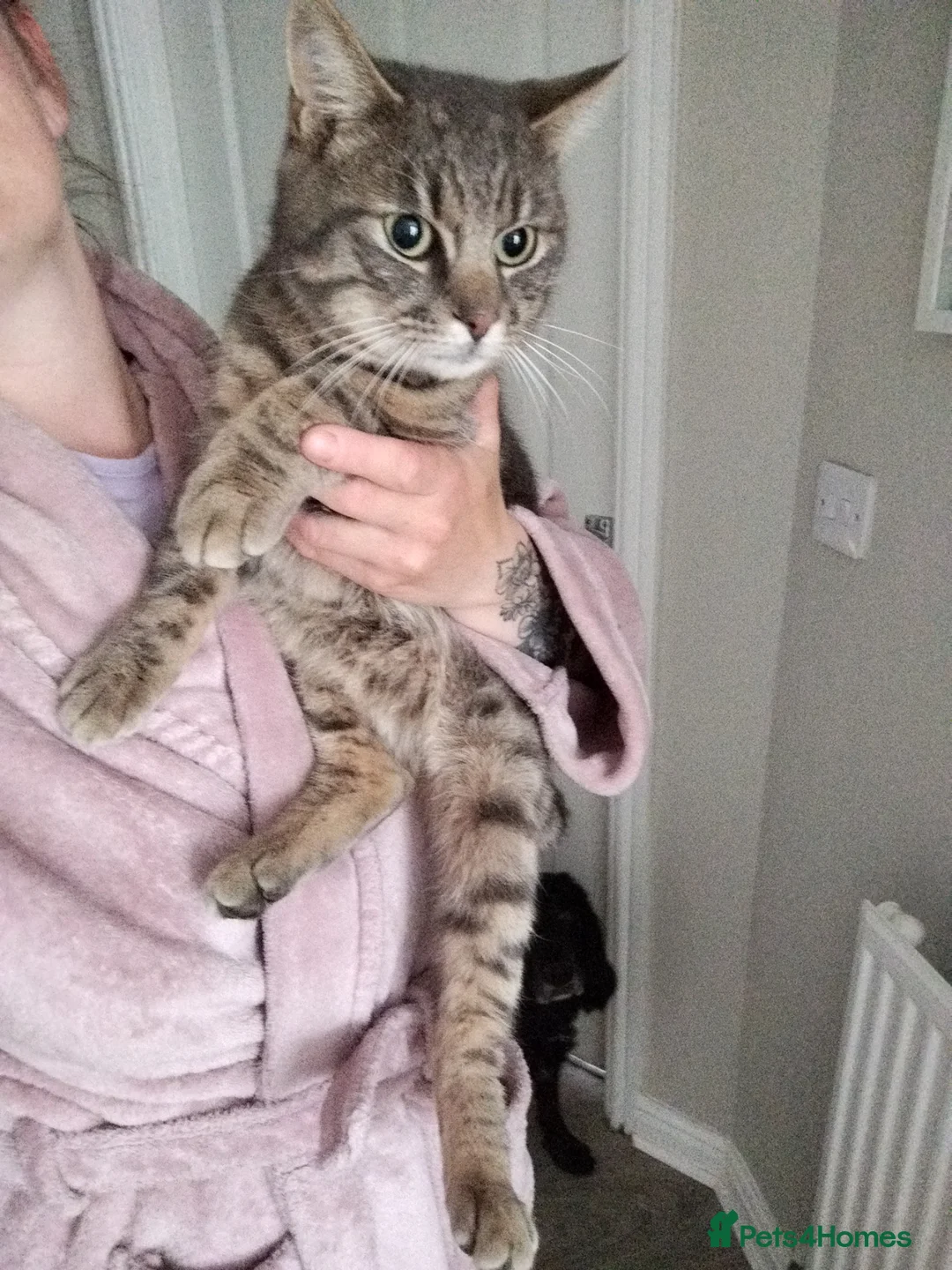 Domestic Shorthair cats for sale: Ziggi  - Advert 1