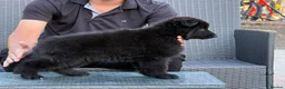 German Shepherd dogs for sale: LONG HAIR GERMAN SHEPHERD PUPPIES, TOP BLOODLINES - Advert 9