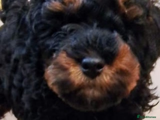 Toy Poodle dogs Toy poodle boy KC REGISTERED - Advert 13
