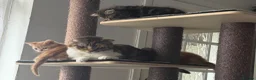 Scottish Fold cats for sale: Adorable kittens - Advert 8