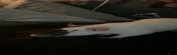 Rat rodents for sale: 2 female rats  - Advert 5