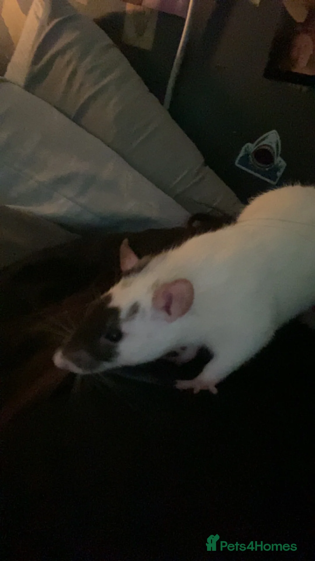 Rat rodents for sale: 2 female rats  - Advert 5