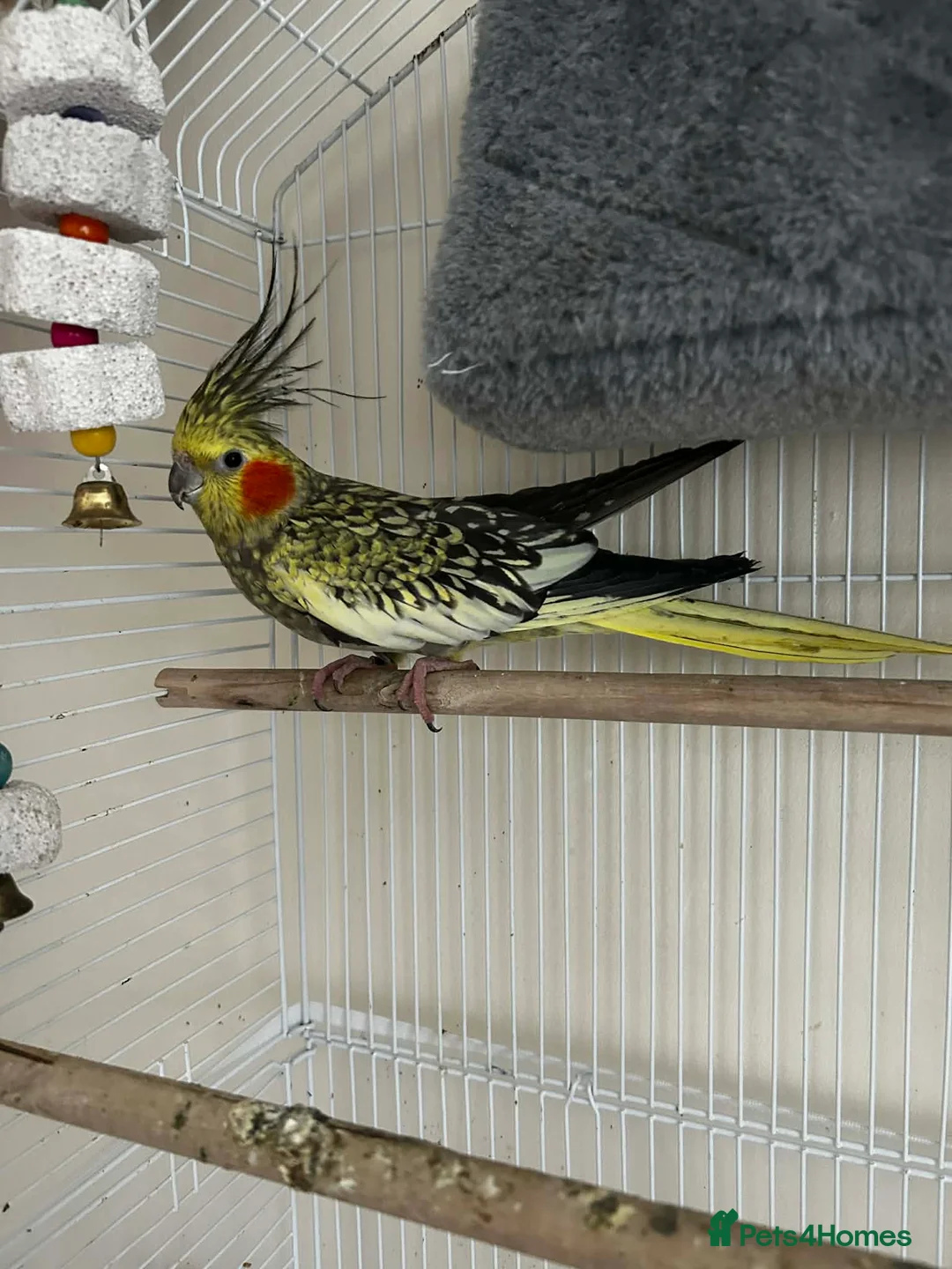 Cockatiels birds for sale: Parrot in Hounslow - Advert 4