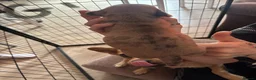 Jackshund dogs for sale: 5 Jackshund (JackWeenie) pups for sale - Advert 15