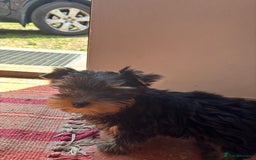 Yorkshire Terrier dogs for sale: Yorkshire Terrier puppy - Image 3