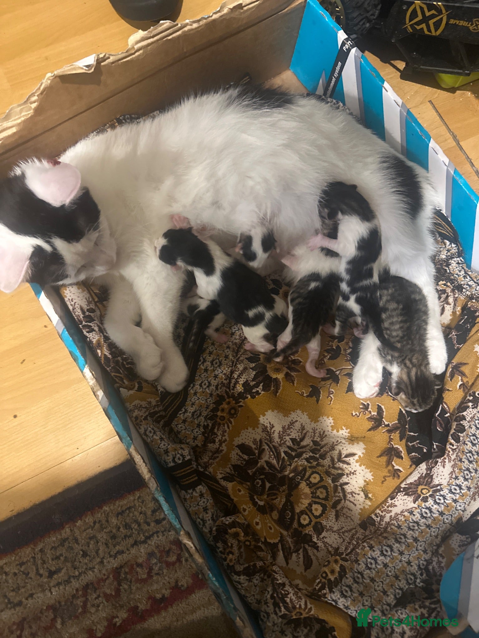 Mixed Breed cats Mixed beautifull kittens - Advert 1