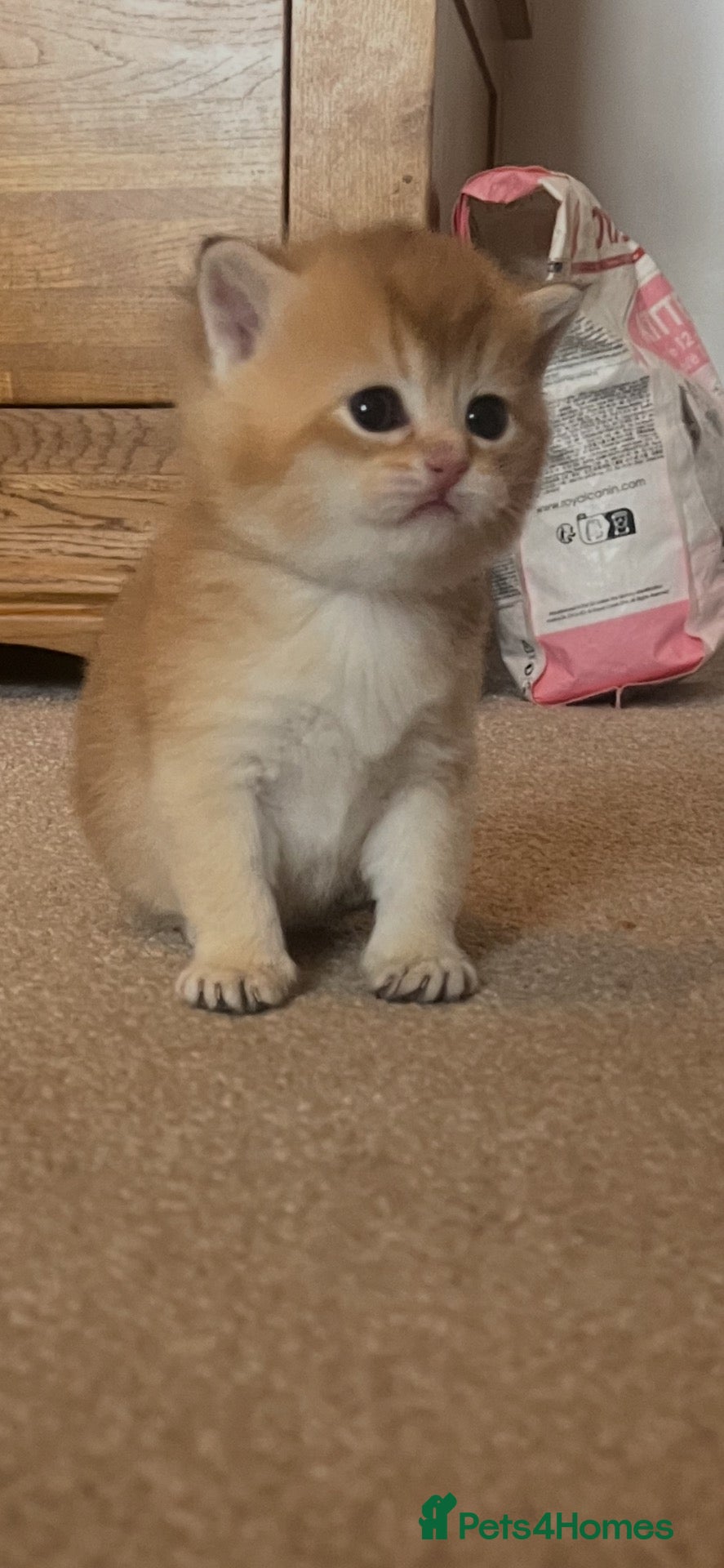 British Shorthair cats GCCF NY12 GOLDEN and GOLDEN COLOURPOINT KITTENS - Advert 1