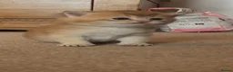 British Shorthair cats for sale: GCCF NY12 GOLDEN and GOLDEN COLOURPOINT KITTENS - Advert 1