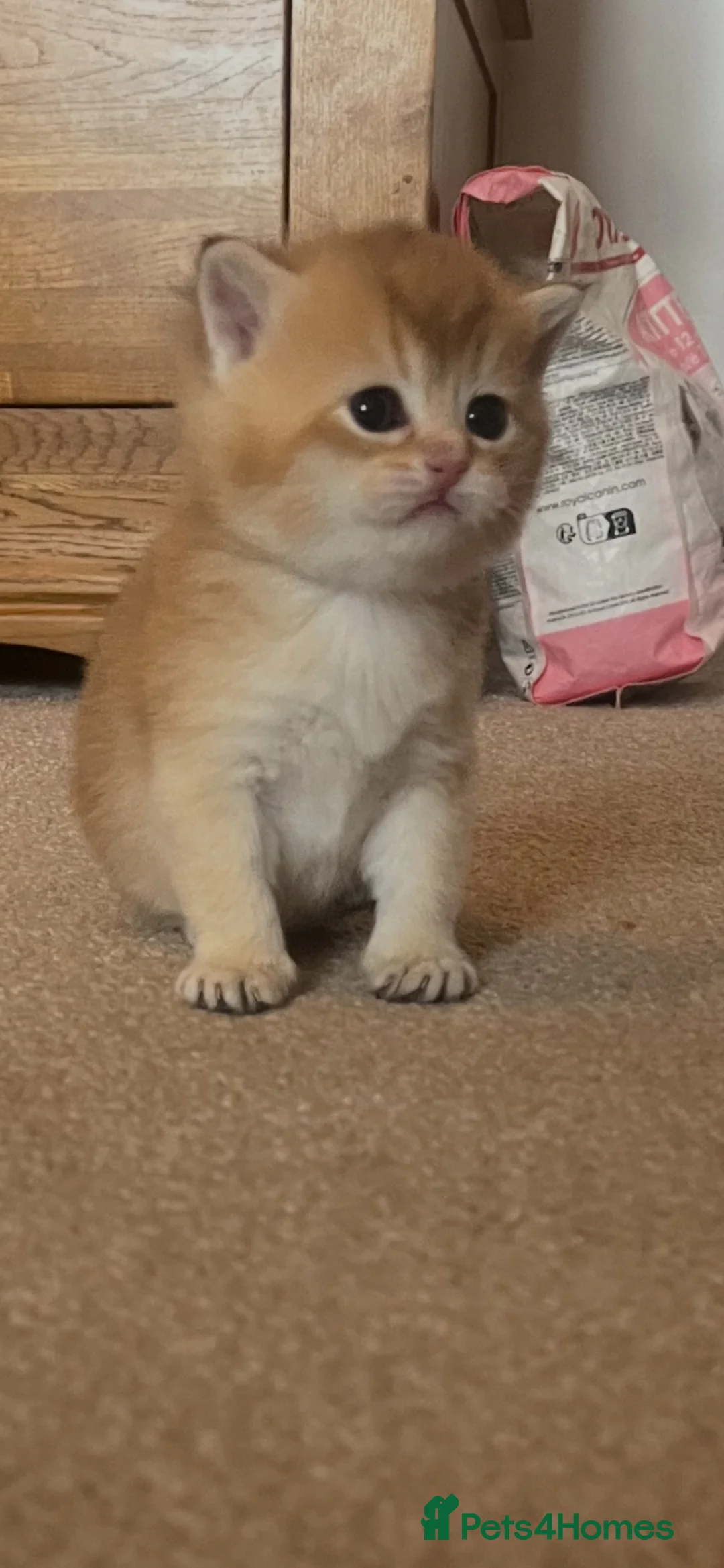 British Shorthair cats for sale: GCCF NY12 GOLDEN and GOLDEN COLOURPOINT KITTENS - Advert 1