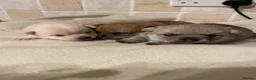 Pomchi dogs for sale: Pomchi puppies - Advert 30