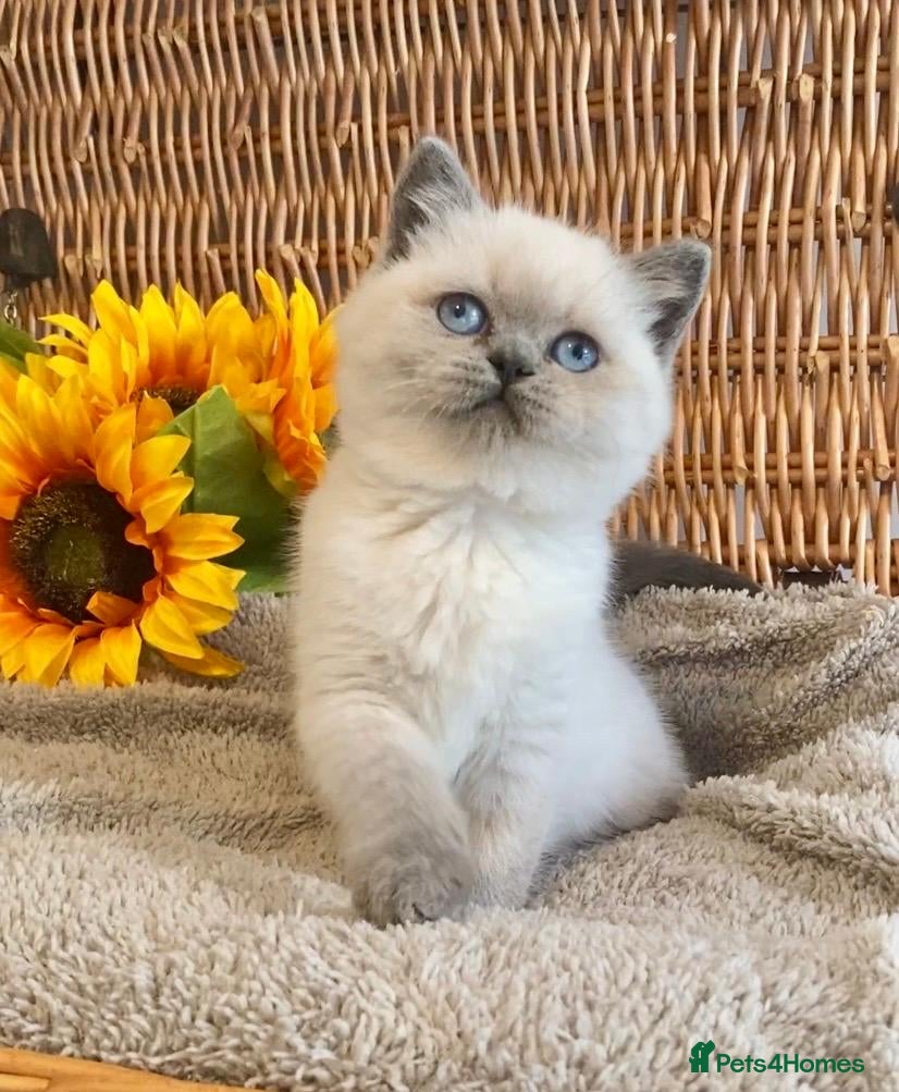 British Shorthair cats RARE SEAL LYNX PURE BRED BSH TEDDY BEARS - Advert 2
