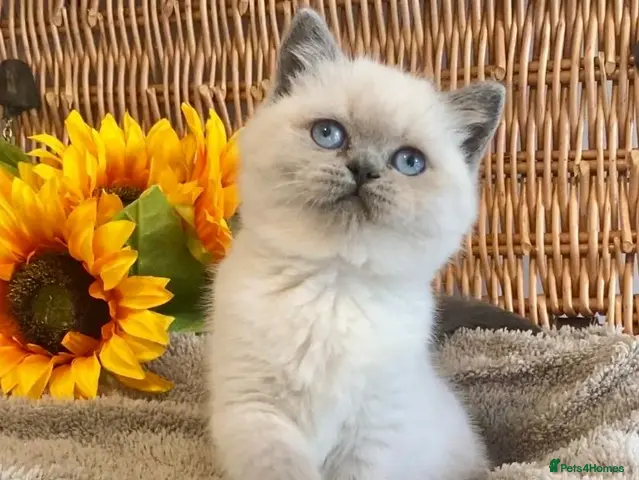 British Shorthair cats RARE SEAL LYNX PURE BRED BSH TEDDY BEARS - Advert 2