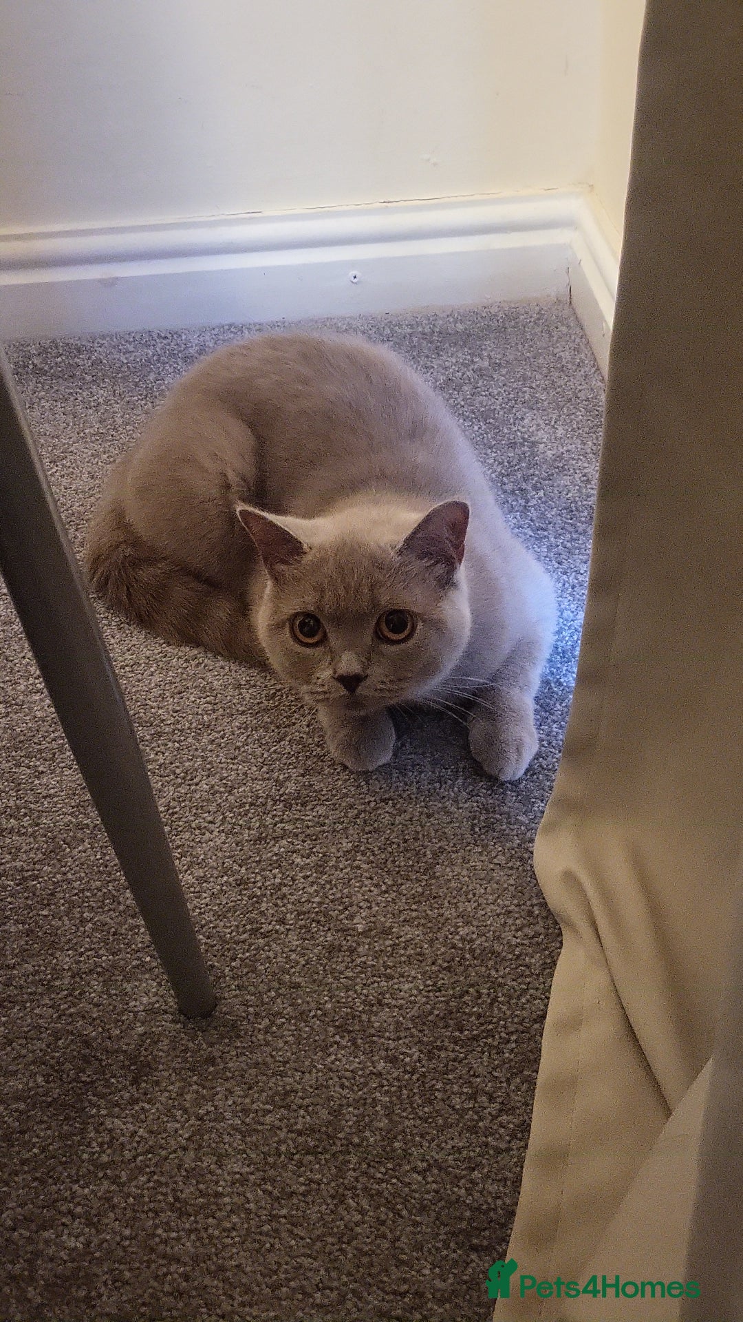 British Shorthair cats for sale: Lilac Beautiful British Shorthair  - Image 3
