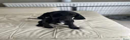 Bocker dogs for sale: Speagle Puppies in Warwick - Advert 4