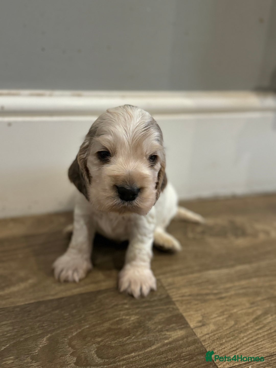 Cocker Spaniel dogs for sale: Exceptional litter of Show Type Cocker Spaniels - Advert 10