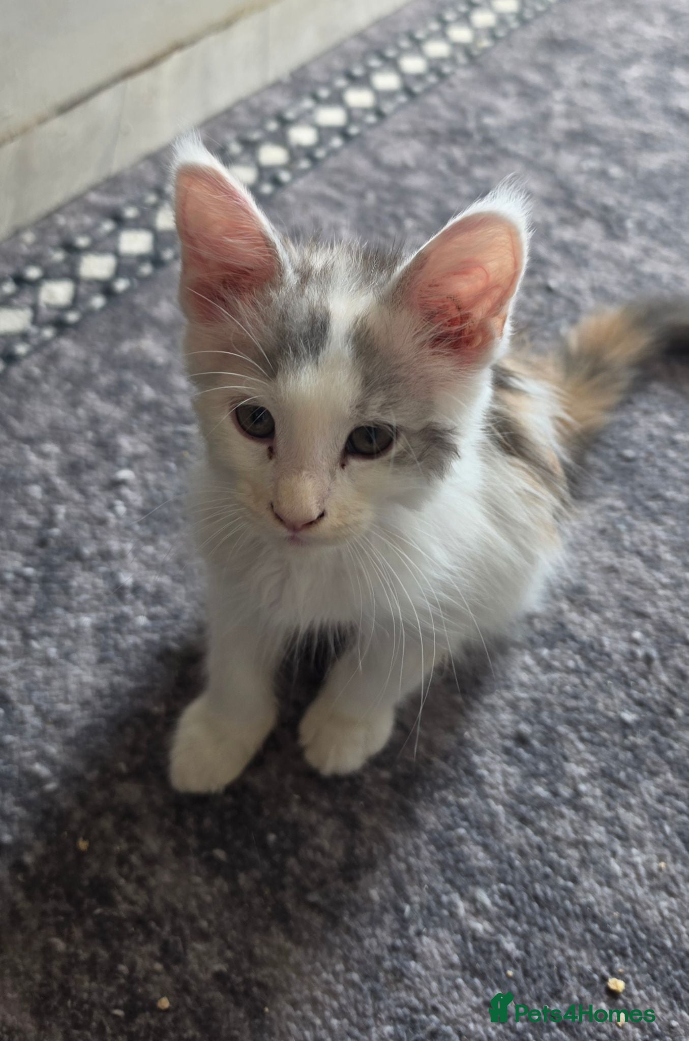 Maine Coon cats TICA REGISTERED STUNNING KITTENS  - Advert 15