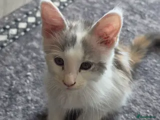 Maine Coon cats TICA REGISTERED STUNNING KITTENS - Advert 15