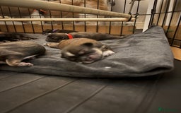 Shih Tzu dogs for sale: Shih tzus  - Image 2