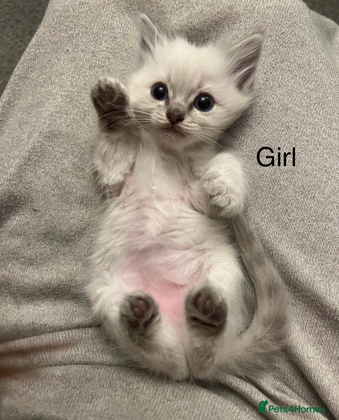 Ragdoll cats for sale: Stunning ragdoll kittens for forever homes  - Advert 4