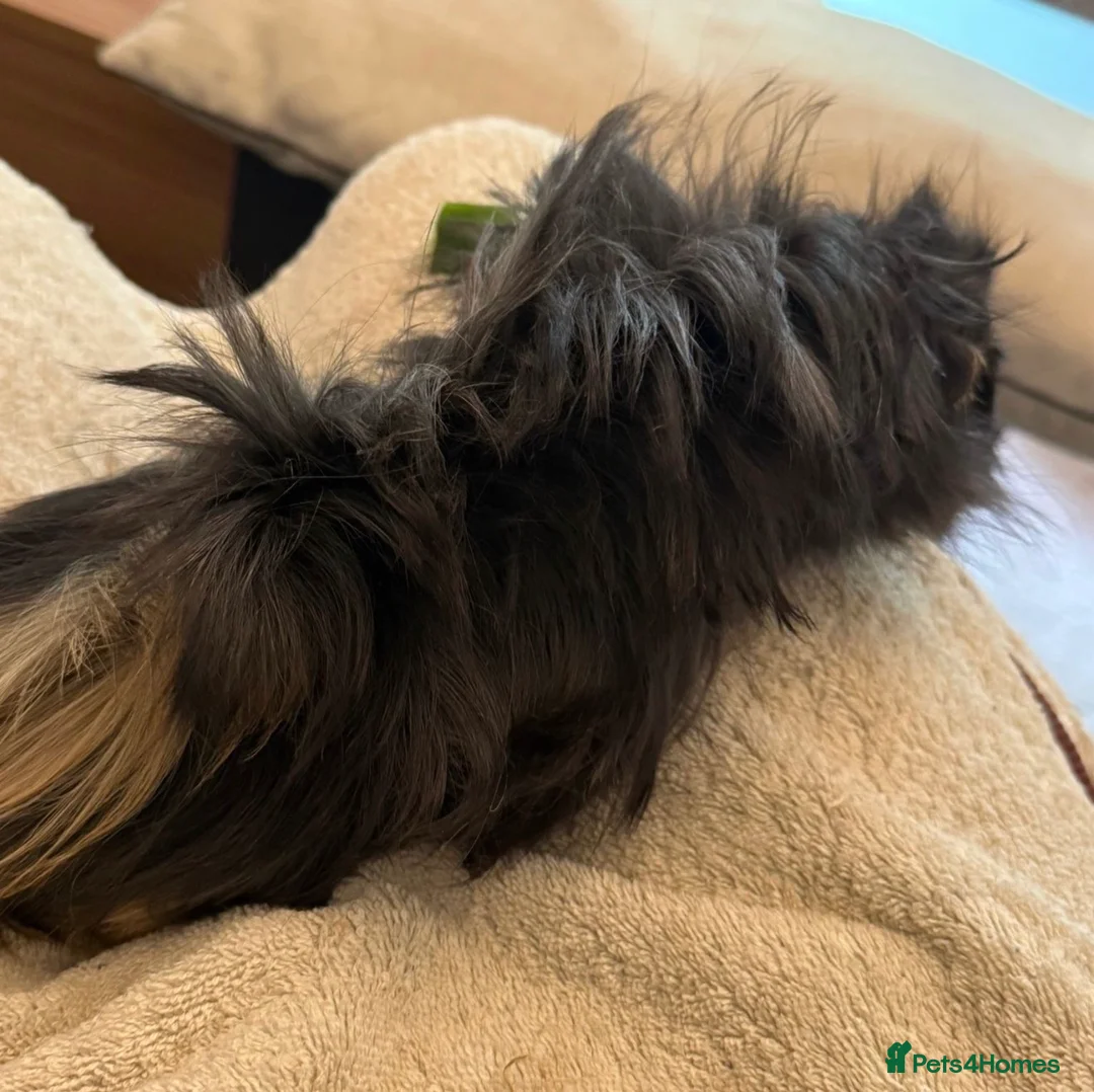 Guinea Pig rodents for sale: Bonded pair of male guinea pigs with full set up - Advert 6
