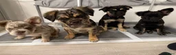 French Bulldog dogs for sale: Fluffy French bulldog KC registered - Advert 24