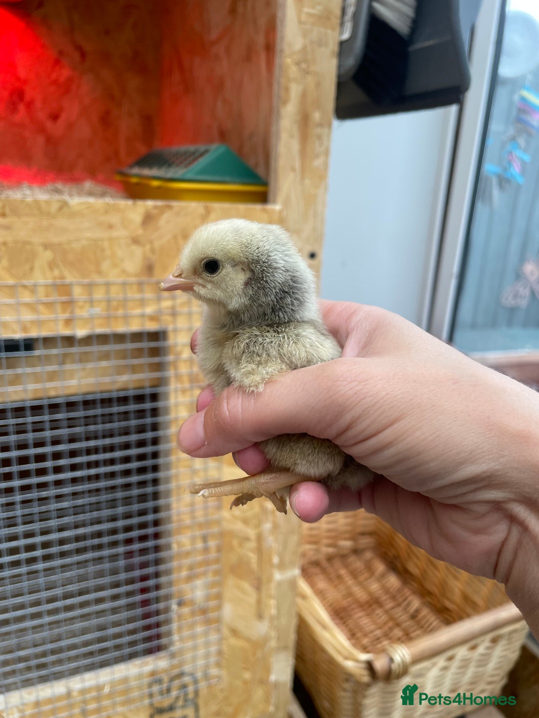 Chickens poultry for sale: Wyandottes, orpingtons - Image 5
