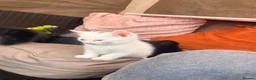 Mixed Breed cats for sale: Kitten for sales  in Croydon - Advert 2