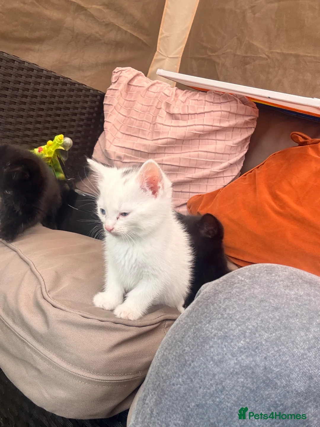 Mixed Breed cats for sale: Kitten for sales  in Croydon - Advert 2