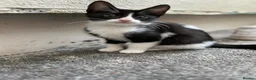 Mixed Breed cats for sale: 1 male boy  - Advert 6