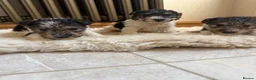 Fox Terrier dogs for sale: Fox terriers  in Middlesbrough - Advert 8