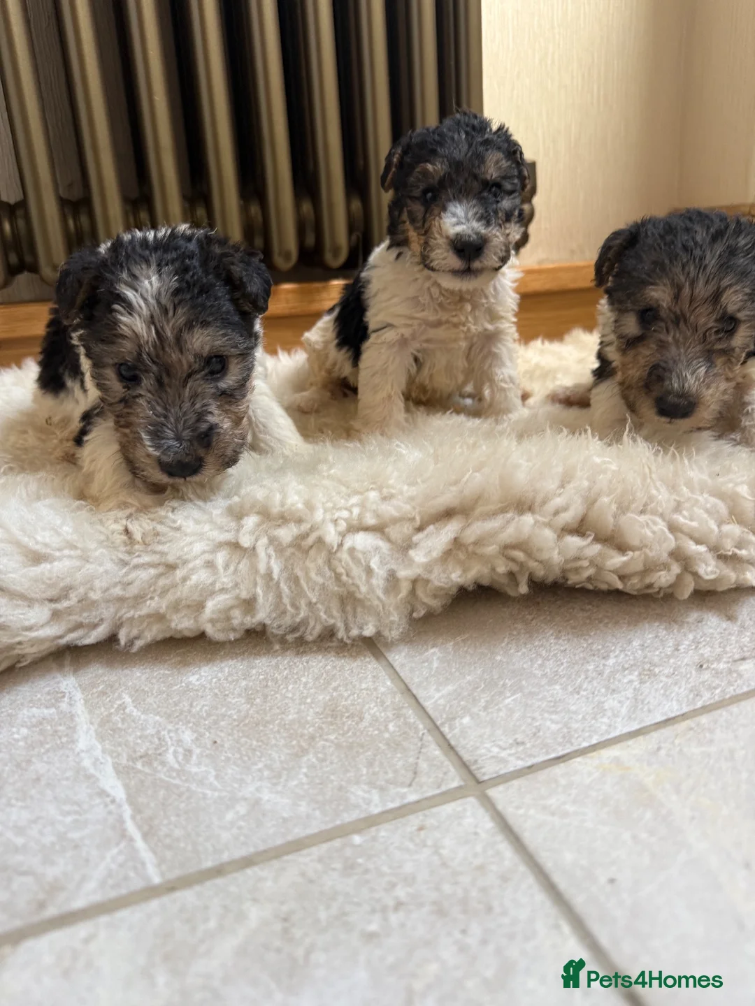 Fox Terrier dogs for sale: Fox terriers  in Middlesbrough - Advert 8