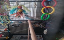 Budgerigars birds for sale: Male budgie and cage  - Image 5