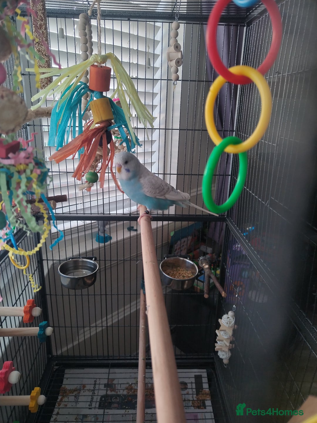 Budgerigars birds for sale: Male budgie and cage  - Image 5