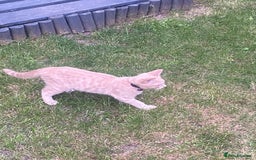 British Shorthair cats for sale: 3 gorgeous kittens left - Image 3