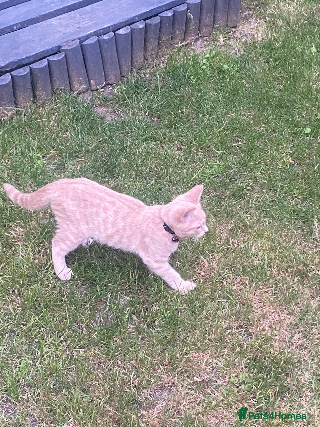 British Shorthair cats for sale: 3 gorgeous kittens left - Image 3