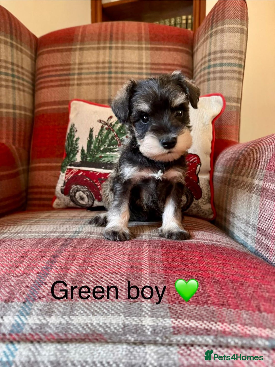 Miniature Schnauzer dogs for sale: KC Registered, Health Tested, puppies available  - Advert 4