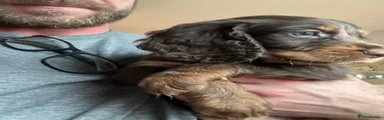 Cocker Spaniel 2