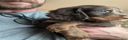 Cocker Spaniel dogs for sale: Beautiful Cocker Spaniel Puppies, Newton Aycliffe  in Newton Aycliffe - Advert 11