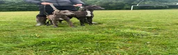 Lurcher dogs for sale: 6 beautiful collie whippet grey x bull greys  - Advert 10